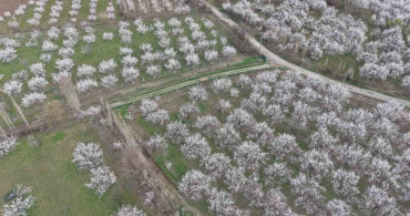 Iğdır'da Bahar Müjdecisi: Kayısı Ağaçları Çiçek Açtı