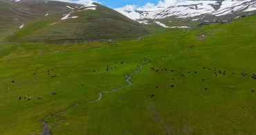 Iğdır'da Doğa ve Hayvanların Büyüleyici Görsel Uyumu