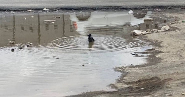 Iğdır'da Karganın Renkli Banyosu