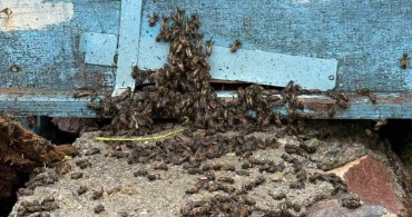 Iğdır'da Sağanak Yağışla Gelen Sel Felaketi