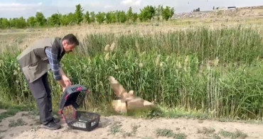 Iğdır'da Yaralı Şahin Yeniden Doğaya Salındı