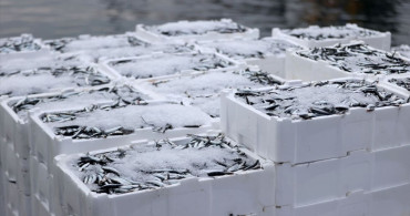 İğneada'da Hamsi Avı