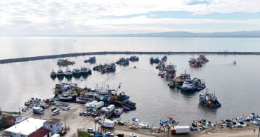 İğneada'da Hamsi Bolluğu: Balıkçılar Ağaçlar Gibi Hamsi Topluyor
