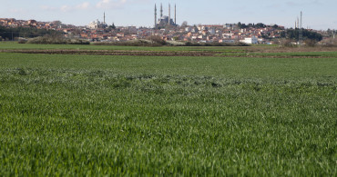 İklim değişikliği buğday da kökboğaz hastalığına neden oldu!