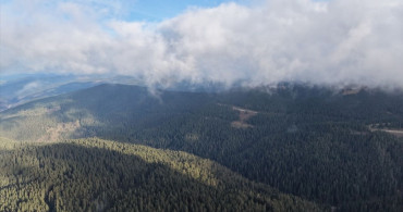 Ilgaz Dağı'nda Görsel Şölen: Sis ve Çam Ağaçları
