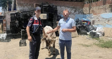 İncirliova'da çalınan büyükbaş hayvan bulundu