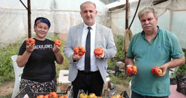 İncirliova'da Çiftçiler Günü'nde Domates Hasadı