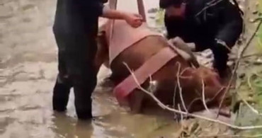 İneği Sulama Kanalından Kurtaran İtfaiye Ekipleri
