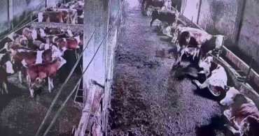 İnekler Depremin Sarsıntısını Hissediyor