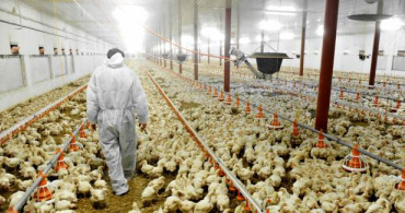 İngiltere 'Kuş Gribi' Salgınıyla Alarma Geçti