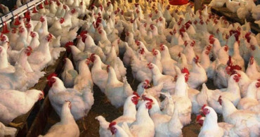 İngiltere'de Kuş Gribi Etkili Oluyor!