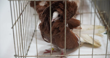 İpsala Sınır Kapısı'nda Hayvan Kaçakçılığı Önlendi