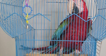 İpsala Sınır Kapısı'nda Kaçak Papağan Operasyonu