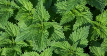 Isırganın Cilde Faydaları Nelerdir? Isırgan Otu ve Cilt Bakımı