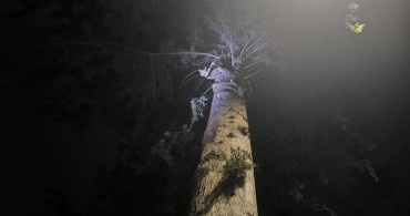 İskenderun'da Ağaçta Mahsur Kalan Kedi İtfaiye Tarafından Kurtarıldı