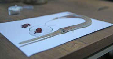 İskenderun'da Hint-Pasifik Kökenli Yengeçlerin İncelemesi