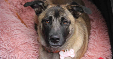 İspanyol Çiftin Sivas Macerası