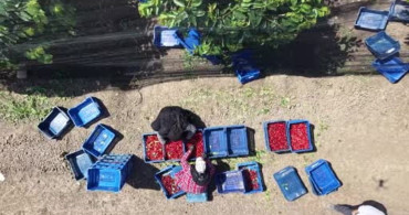 İspanyol Kirazı Adana'dan Avrupa'ya