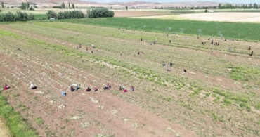İspanyollar organik sarımsağını Aksaray’da üretecek