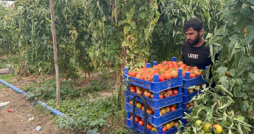 Isparta'da Domates Hasat Sezonu Uzadı