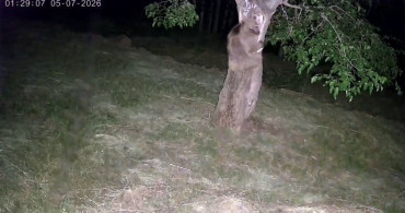 İspir'de ayı ve domuz sürüleri dut bahçelerini talan etti