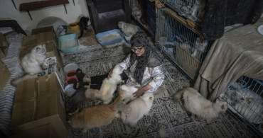 İsrail saldırıları Lübnan'lı Abadi’yi 40 kedisiyle göçe zorladı