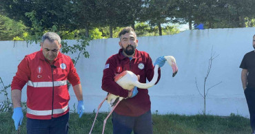 İstanbul Arnavutköy'de Kanadı Kırık Flamingo Bulundu