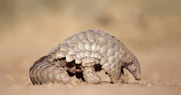 İstanbul Havalimanı'nda, Nesli Tükenmekte Olan 1,2 Ton Pangolin Pulu Ele Yakalandı