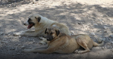 İstanbul Valiliği’nden Sahipsiz Köpekler İçin Yazı Geldi