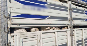 İstanbul'da Kaçak Kurbanlık Operasyonu