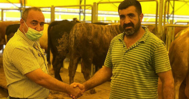 İstanbul'da Kurban Satışları Başladı: Geçen Yıla Oranla Fiyatlara 2-3 Bin TL Zam! İşte Kurbanlık Fiyatları