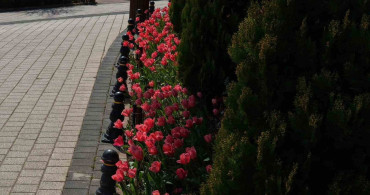 İstanbul'da Lale Mevsimi: Pendik Korusu Renkleniyor