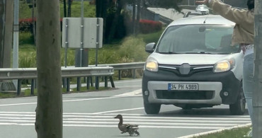 İstanbul'da Ördek Ailesine Trafikte Duyarlı Geçiş