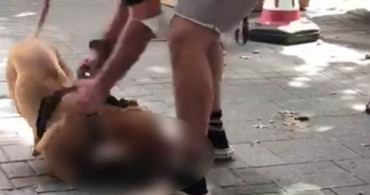 İstanbul'da Pitbull, Kediyi Parçaladı