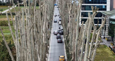 İstanbul'un Tarihi Çınarlarına Yönelik Budama Tartışmaları