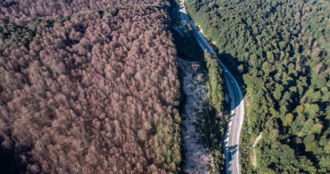 İstilacı Tırtıllar Ormanın Rengini Değiştirdi