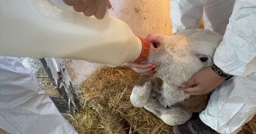 ISUBÜ Öğrencileri Tarım ve Hayvancılık Alanında Uygulamalı Eğitim Alıyor