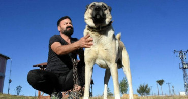 İtalyanlar Çözümü Kangal Almakta Buldu!