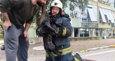 İtfaiye Eri, Yangında Dumandan Etkilenen Kediyi Kalp Masajı ile Kurtardı