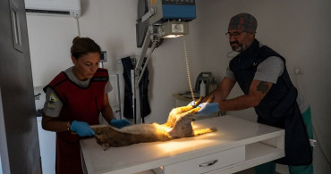 İzmir Doğal Yaşam Parkı'nda Tedavi Edilen Saz Kedisi Doğaya Salındı