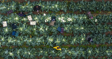 İzmir Kışlık Sebze Üretiminde Başarıyı Artırıyor