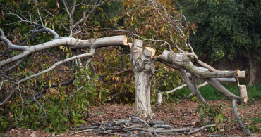İzmir'de 20 Yıllık Ceviz Ağaçları Kesildi
