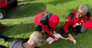 İzmir'de Flamingo Kurtarma Operasyonu