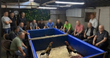 İzmir'de horoz dövüşü operasyonu: çiftlik mühürlendi, 130 bin lira ceza kesildi