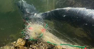 İzmir'de Karaya Vuran Yunus Tespit Edildi