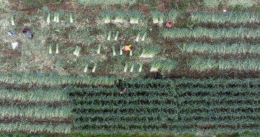 İzmir'de Kış Sebze Hasadı Yoğun Bir Şekilde Devam Ediyor