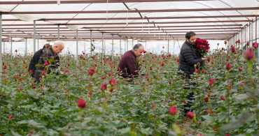 İzmir'de Sevgililer Günü İçin Gül Hasadı Başladı