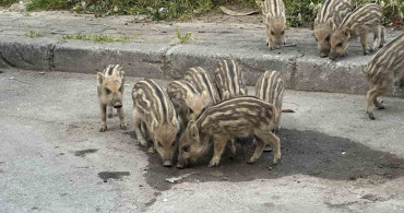İzmir'de Yaban Domuzlarıyla Kent Yaşamı İç İçe Geçiyor