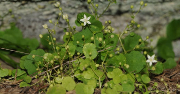 İzmir'de Yeni Endemik Bitki Türü: İzmir Göbek Otu