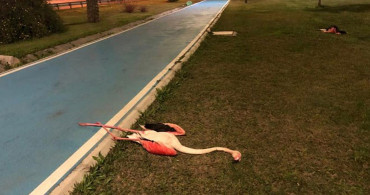 İzmir'deki Şüpheli Flamingo Ölümlerine Araştırma